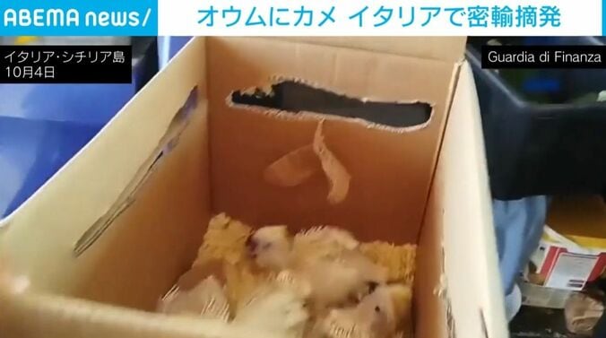 オウムたち