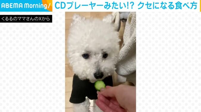 犬のくるるくん