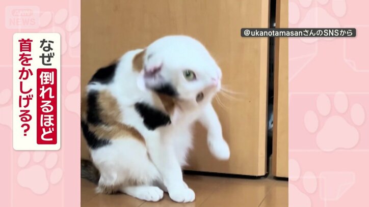なぜ倒れるほど首をかしげる？