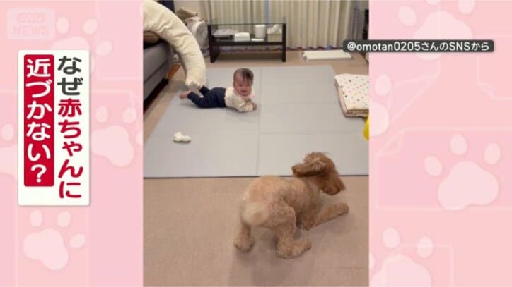 近づかない理由があるワン