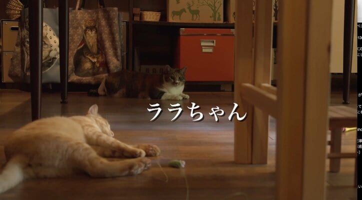 猫と旅、してみるニャ? 癒し系番組「旅猫ロマン」3作品が初放送