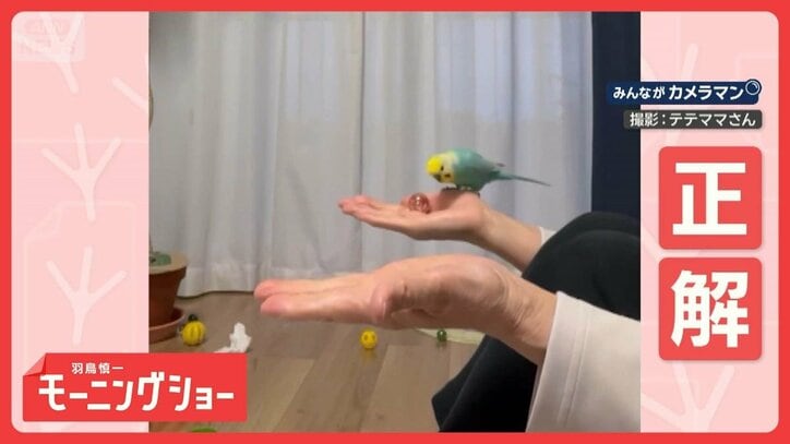 「どっちに入ってる?」 お見事!全問即答&的中 天才インコさん なぜ正解できる?