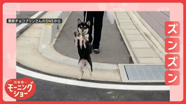 「立ち上がって進むワン」散歩中にヒョイッ　二足歩行で散歩するワンちゃん　なぜ？