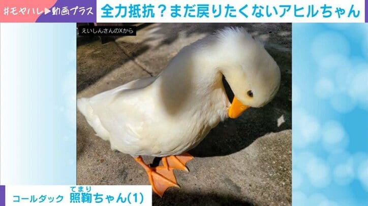 アヒルの照鞠ちゃん