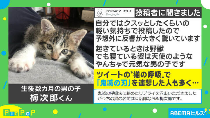 “猫の呼吸”でパソコン画面が切り替わる？「寝ている姿は天使」飼い主を取材