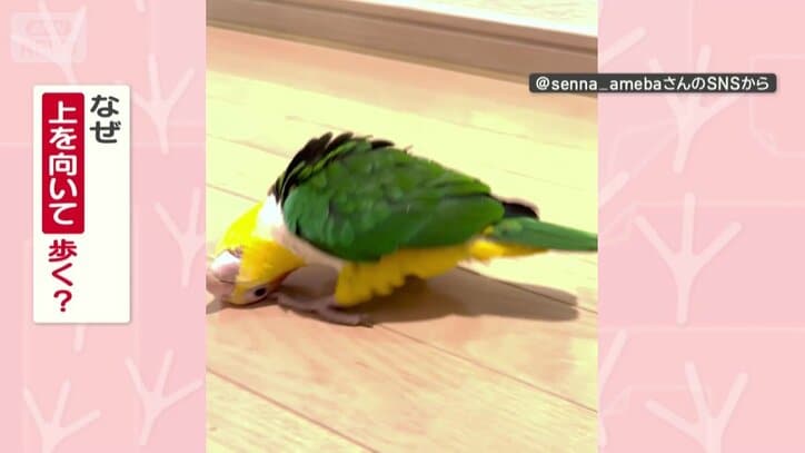 なぜ上を向いて歩く？