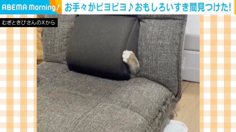 お手々がピョコピョコ…“座椅子のすき間”で遊ぶ猫の様子に「今日の疲れがゼロになった」など反響