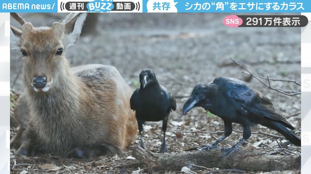 自然界の共存共栄」シカの“角の皮”を剥ぎ、エサにするカラスの様子が
