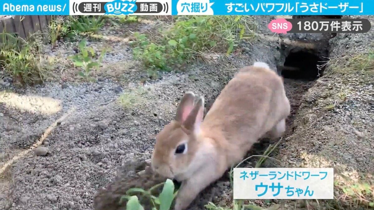 匠の業！ウサギのパワフルすぎる穴掘りに「丁寧な仕事の“うさドーザー