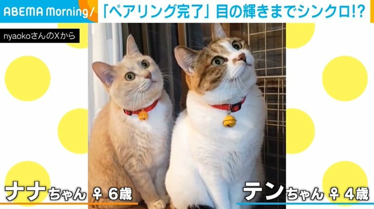 Bluetooth接続済み？猫2匹がねこじゃらしで“完全同期” 息ピッタリな