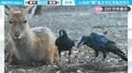 「自然界の共存共栄」シカの“角の皮”を剥ぎ、エサにするカラスの様子が「持ちつ持たれつだなあ」「剥いだらキレイな白色に！」と反響