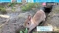 匠の業!ウサギのパワフルすぎる穴掘りに「丁寧な仕事の“うさドーザー”」「手グイーン伸ばしてるのめっちゃ可愛い」と話題沸騰