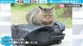 頑固すぎる猫とのリュック争奪戦に敗北 「もう一緒に背負っていくしかない!」の声