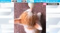 ミルクを飲むと耳が“ピコピコ” 段ボールで捨てられていた子猫に悶絶「やばい…天使かよ」