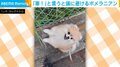 「車！」の一言で端に避けるポメラニアン 移動後の“ドヤ顔”に「可愛すぎる〜」「天才犬！」と絶賛の声