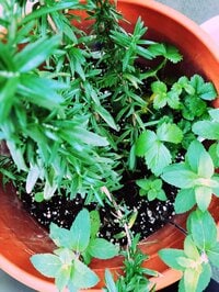 虻川 美穂子『鉢植え』