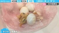 「えっ、何事？」1週間前に買った卵が“続々”と孵化！ 生命の神秘と驚きの瞬間をとらえた貴重映像が話題 【ABEMA TIMES】