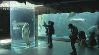 社会ニュース - あの動物園も…北海道地震で人気観光地の客が激滅 | 動画視聴はAbemaビデオ(AbemaTV)
