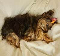 モト冬樹『手術するしかないのかな』