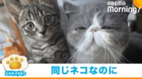 【映像】ビジュアルの違う2匹の猫が“孫と祖母”のようだと話題