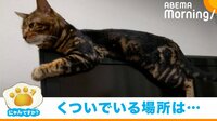 薄型テレビの上でくつろぐ猫