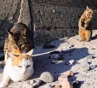 予測不能な愛くるしい姿 笑撃のネコ写真集『これネコ　それネコ？』が3月5日発売