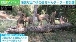 無邪気にじゃれあう姿も！“五つ子”のチーターの赤ちゃんを一般公開 米動物園