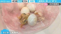 「えっ、何事？」1週間前に買った卵が“続々”と孵化！ 生命の神秘と驚きの瞬間をとらえた貴重映像が話題