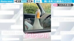 飼い主離れできない！？トラックの中から聞こえるアヒルの悲しそうな鳴き声に「10秒の再会をこういった感じで表現。何と感動的な」「これはずっと側にいないとですね」と反響