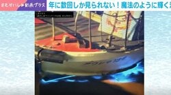 夜光虫が青白く輝く…まるで魔法にかかったような海の様子に「天の川みたい」「いつか生で見てみたい」と反響