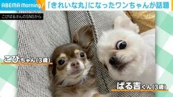 おわかりいただけただろうか…みんなカメラ目線の中、1匹だけ“きれいな丸”になってしまった犬の写真がSNSで話題！「心霊写真？」「まんまるかわいいw」