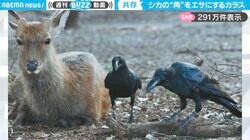 「自然界の共存共栄」シカの“角の皮”を剥ぎ、エサにするカラスの様子が「持ちつ持たれつだなあ」「剥いだらキレイな白色に！」と反響