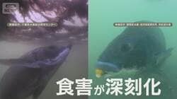 “厄介者”クロダイ おいしく食べて被害軽減 雑食でかむ力強くアサリ・ノリ食害深刻化