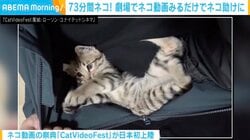 ネコ動画を観るだけで命が救える！？世界が熱狂する『CatVideoFest』が日本初上陸