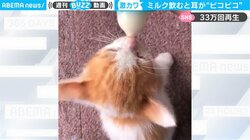 ミルクを飲むと耳が“ピコピコ” 段ボールで捨てられていた子猫に悶絶「やばい…天使かよ」