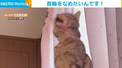 毛づくろいに強めな“クセ”がある猫 毎朝見せるシュールすぎる珍行動に飼い主家族が笑顔