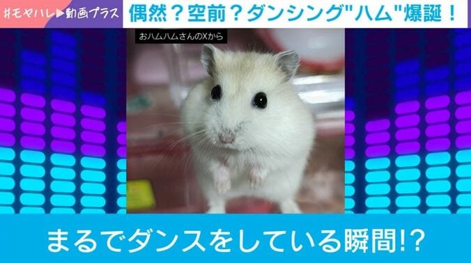 ジャンガリアンハムスターの桜ちゃん