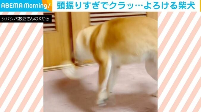 柴犬のようこちゃん