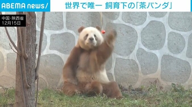 じゃれる「チーザイ」