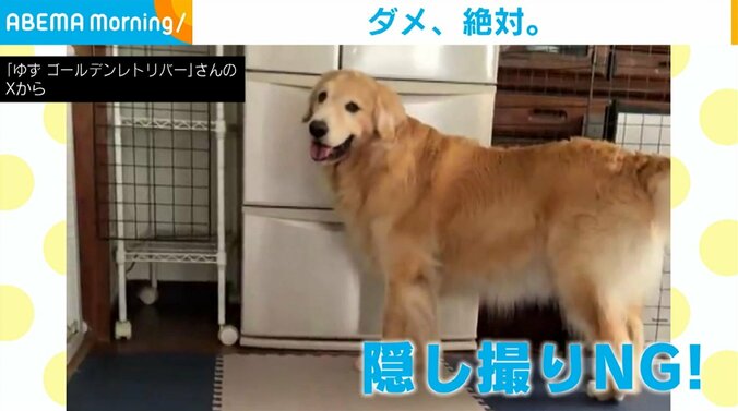 ゴールデンレトリバーのゆずちゃん（5歳）