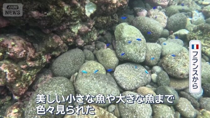 浅瀬に魚がいる