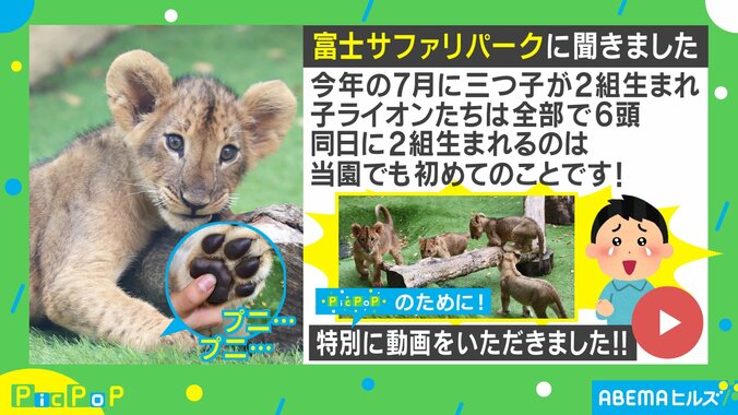 グミを用意するだけで癒し体験！ 子ライオンの”バーチャル・肉球プニプニ動画”が50万再生の大反響 3枚目