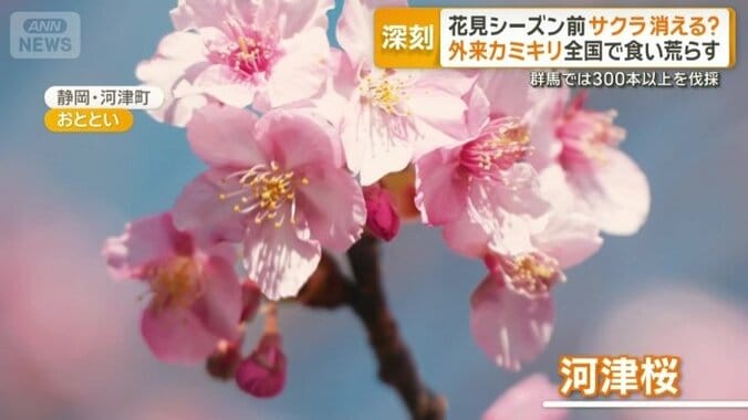 静岡県で見頃を迎えた河津桜