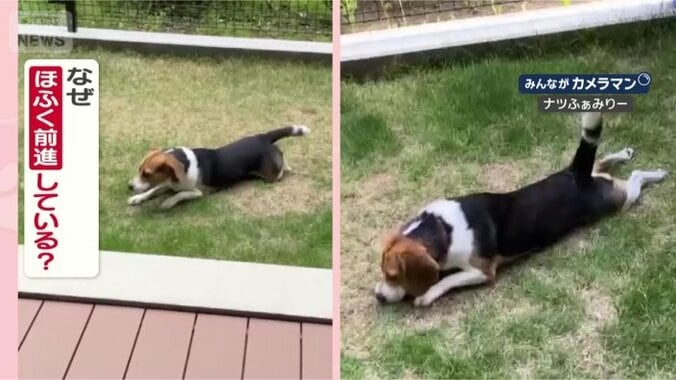 ほふく前進するのはなぜ？