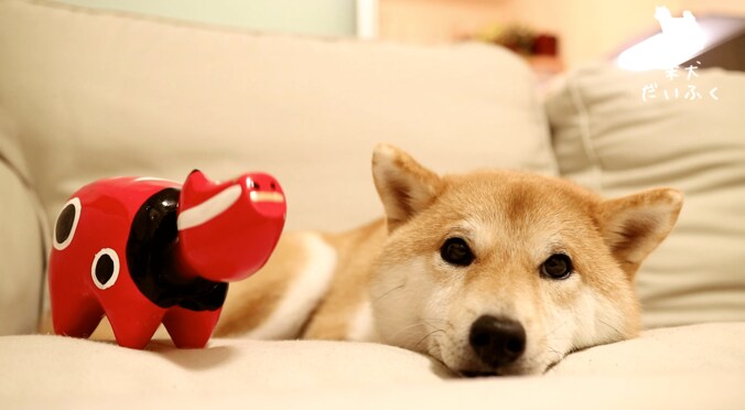 柴犬だいふく VS 赤べこさん  上下に動く首に「友達になれるかな…？」 1枚目