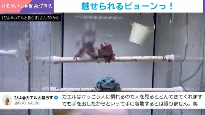 イエアメガエル