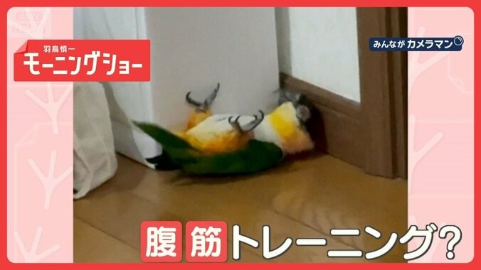 まるで腹筋トレーニング！　素早く頭を動かし続けるインコさん　筋トレしてるの？ 1枚目