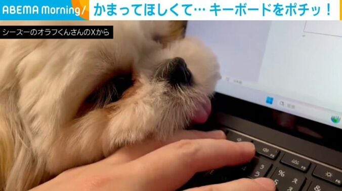 シーズーのオラフくん