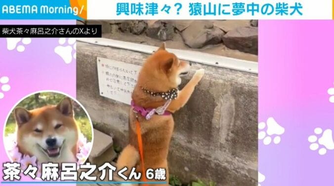 柴犬茶々麻呂之介さんのXより