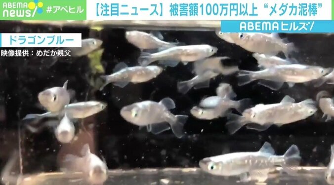 「盗難というよりも誘拐された感覚」 福岡でメダカ泥棒、被害額は100万円以上 2枚目